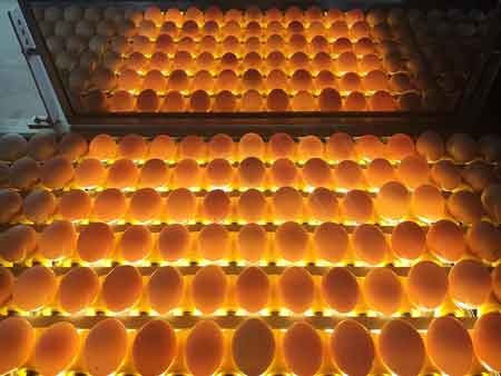 Машина для сортировки яиц 107  (20000 яиц/час)