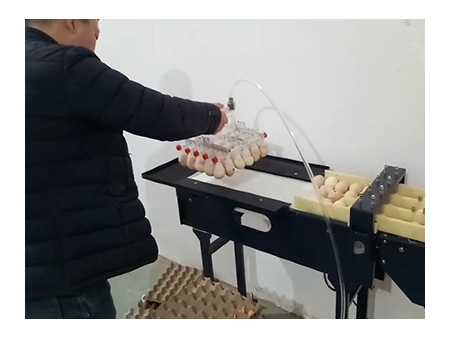 Машина для сортировки яиц 102A (5400 яиц/час)