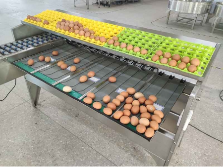 Машина для сортировки яиц 102B (5400 яиц/час)