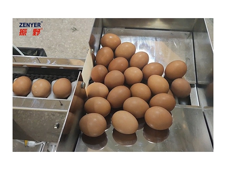 Разделитель яиц 501A (3000 яиц/час)